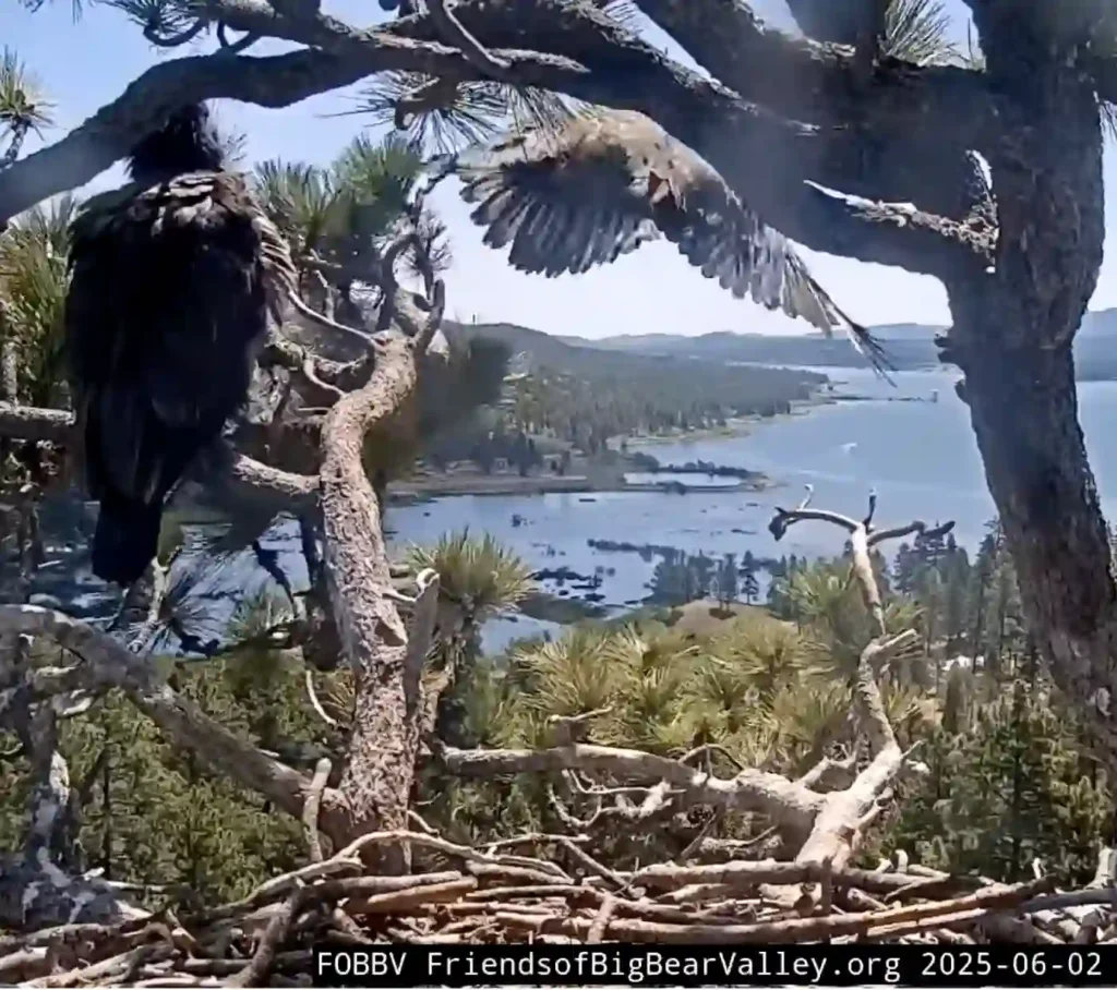 A young bald eagle fledges from its nest high in a pine tree overlooking Big Bear Lake on a clear June day, taking its first flight above the mountains.