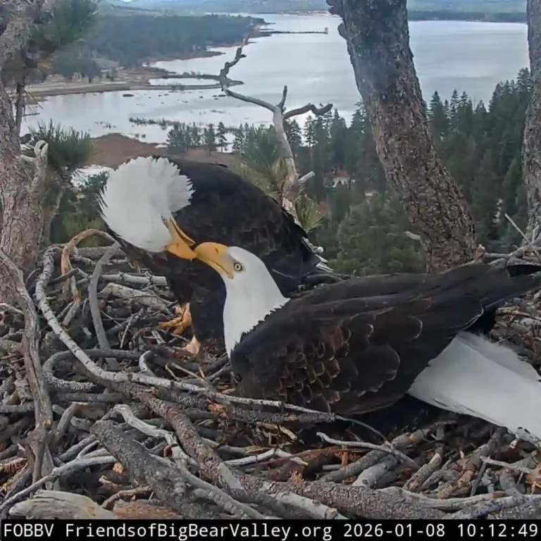 jackie and shadow big bear valley's famous eagles in their nest with mooncamp in the background